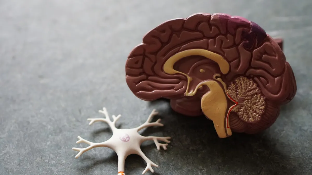 Brain Digital Twin